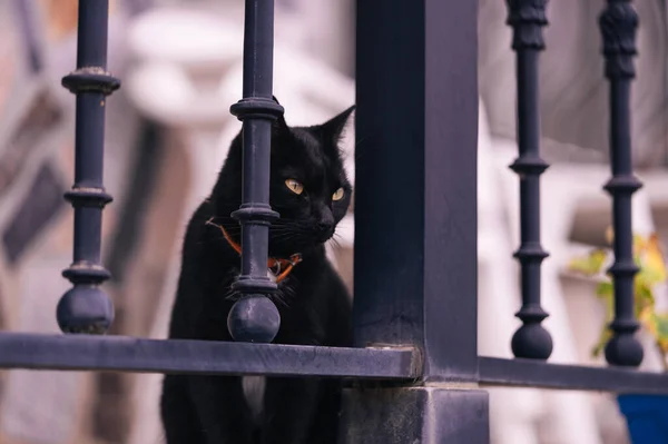 Nahaufnahme Einer Schwarzen Katze Zwischen Gittern Hinterhof Spanien lizenzfreie Stockfotos