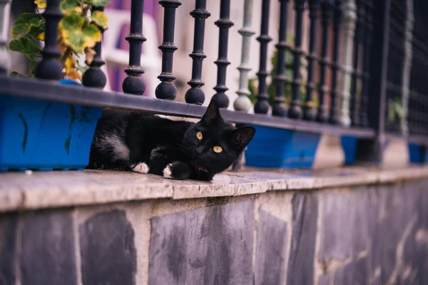 Nahaufnahme Einer Schwarzen Katze Zwischen Gittern Hinterhof Spanien Stockbild