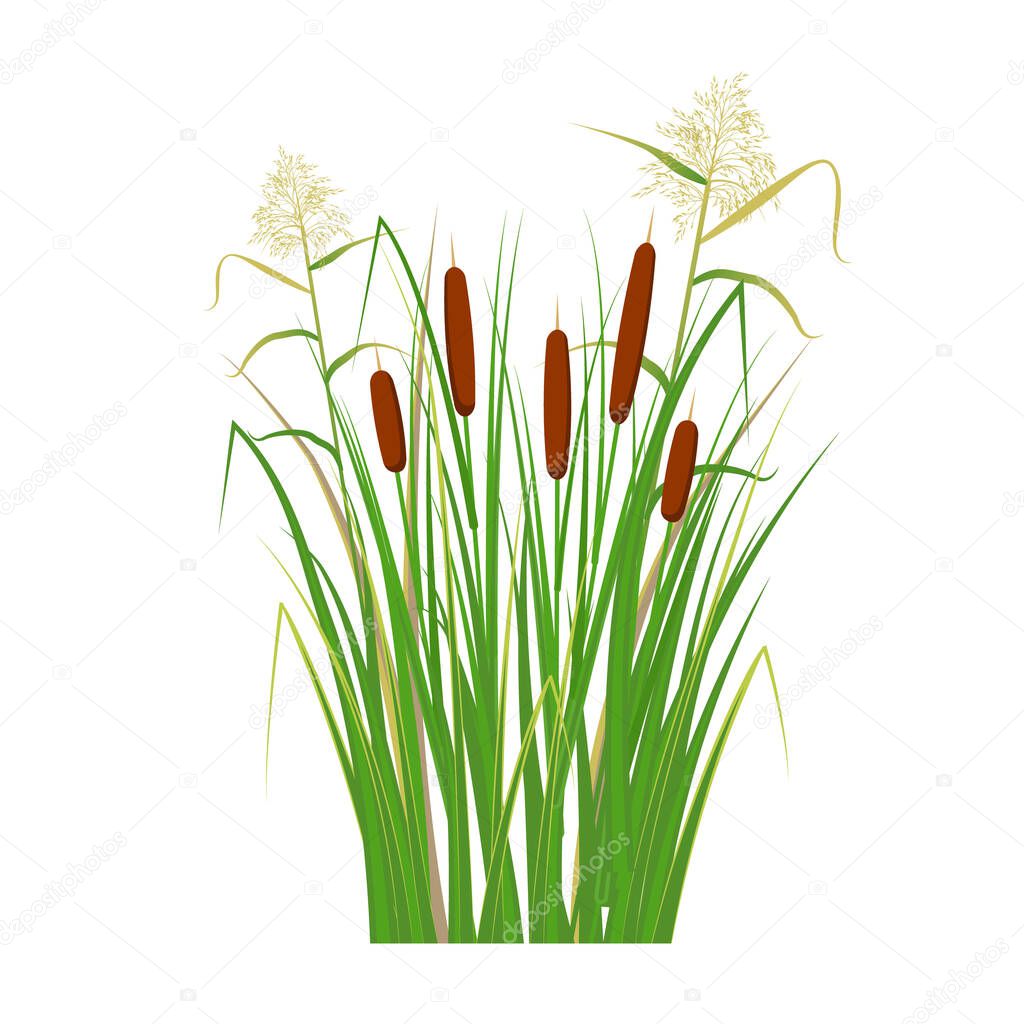Cane and reeds in the green grass. Swamp and river plants. Vector flat illustration