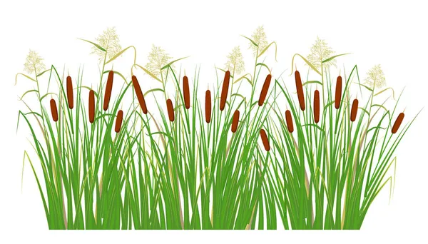 Zuckerrohr und Schilf im grünen Gras. Sumpf- und Flusspflanzen. Vektorflache Illustration — Stockvektor