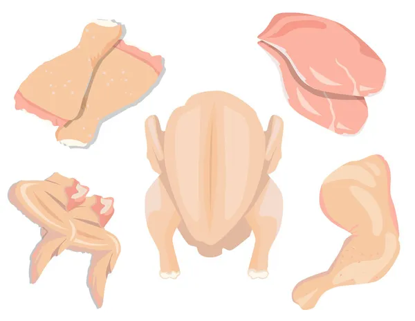 Conjunto de piezas de pollo fresco crudo. Pollo entero, mitades de pechuga filetes, alas y muslos. Ilustración vectorial sobre fondo blanco. — Vector de stock