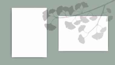 A4 paper mockup with overlay leaves shadow from window. Ginkgo biloba transparent reflection on green background. Realistic vector template for poster, flyer and post.