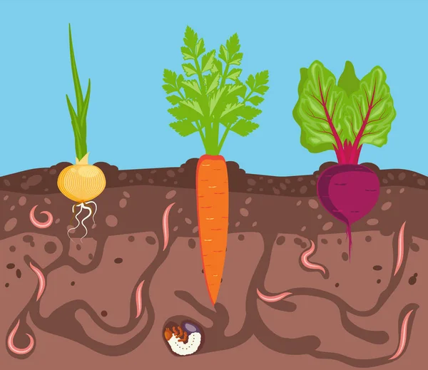 Root vegetables grow on a bed in the soil. Worms are pests of plants in garden. Ground cutaway. Vector illustration of composting process. — Stock Vector