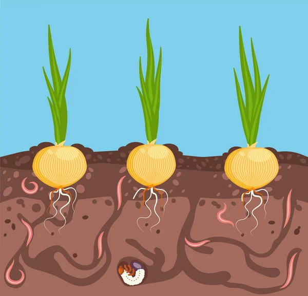 Zöldségek nőnek a földben. Hagyma az ágyban a föld alatt. A férgek a kerti növények kártevői. Szüret és kertészkedés. Vektorillusztráció. — Stock Vector