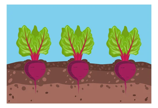 Zöldségek nőnek a földben. Cékla az ágyban a föld alatt. Szüret és kertészkedés. Vektorillusztráció. — Stock Vector