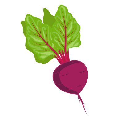 Yer altında sebze pancarı. Hasat ve bahçe teması. Vektör illüstrasyonu.