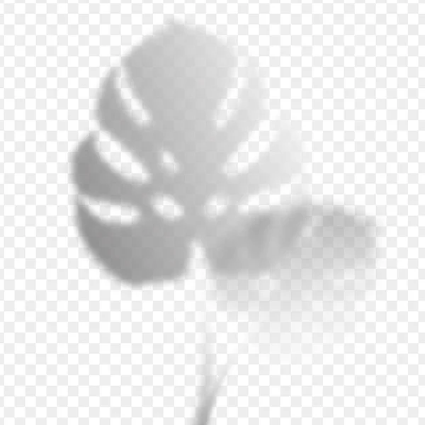 Monstera leaves shadow overlay on transparent background. Tropical plants reflection on wall. Vector realistic illustration. EPS 10. — ストックベクタ