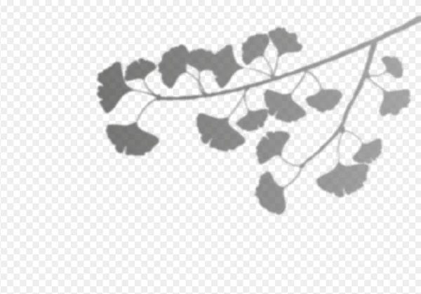 Ginkgo biloba leaves shadow overlay on transparent background. Foliage of tropical plants reflection on wall. Vector realistic illustration. EPS 10 — ストックベクタ