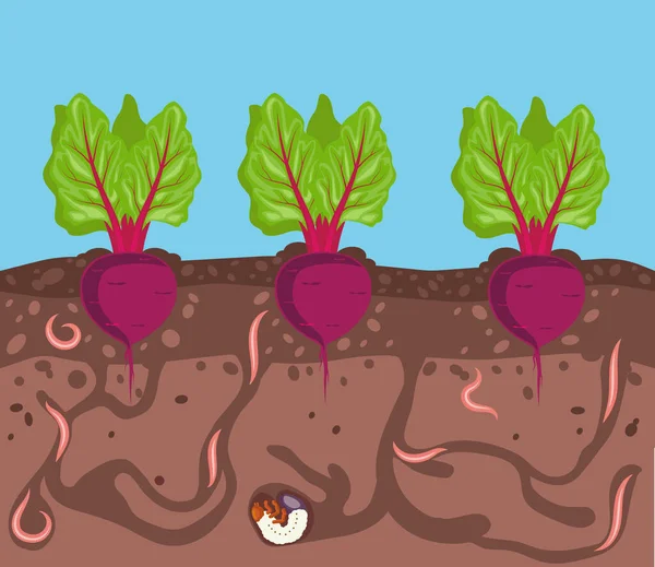 Zöldségek nőnek a földben. Cékla az ágyban a föld alatt. A férgek a kerti növények kártevői. Szüret és kertészkedés. Vektorillusztráció. — Stock Vector