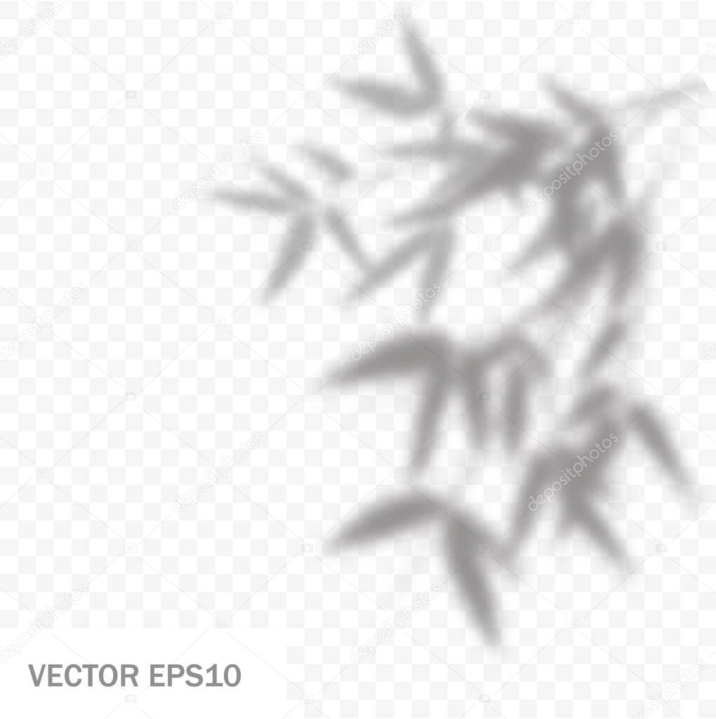 Overlay shadow of bamboo branch. Leaves of plants reflection on transparent background. Blured silhouette of foliage. Vector illustration. EPS10.