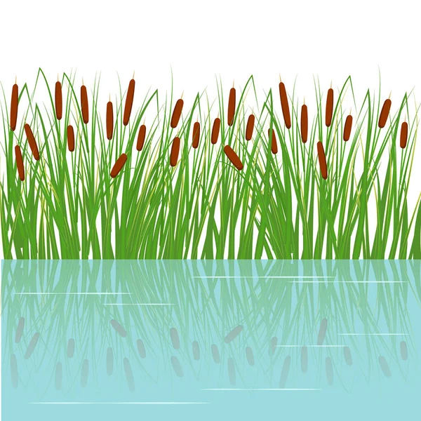 Cañas Hierba Verde Pantano Plantas Fluviales Con Reflejo Agua Ilustración — Vector de stock
