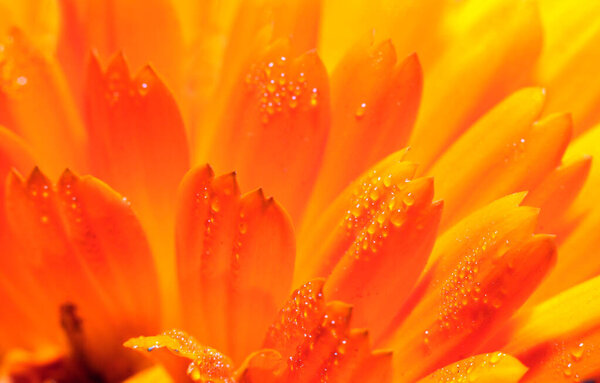 Bright orange flower close-up.