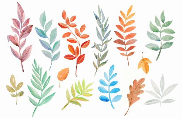 Eine Große Auswahl Zweigen Mit Blättern Verschiedenen Formen Und Farben Stockfoto