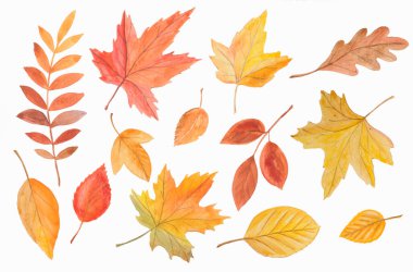 Sonbahar yaprakları sarı, turuncu ve kırmızı tonlarda beyaz arka planda. Suluboya çizimi.