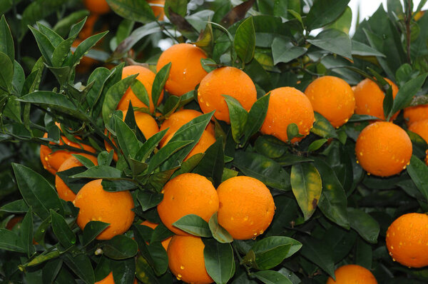 Orange ripe oranges on branches with green leaves. Gifts of Abkhazia.