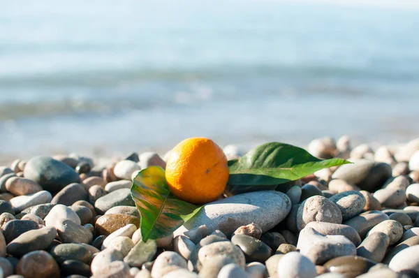 Tangerine Green Leaves Sea Sunny Day 스톡 이미지