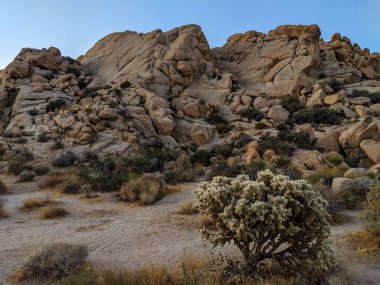 Joshua Tree, California 'daki Indian Cove Kamp alanında kaya oluşumları