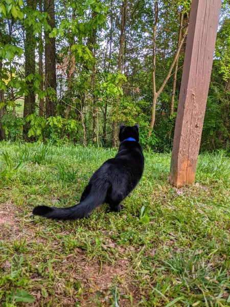 Kara Macera Kedisi Banliyöde Yakası Yakalı — Stok fotoğraf