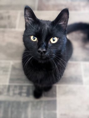 Shadow the Adventure Cat, Black Cat in an RV