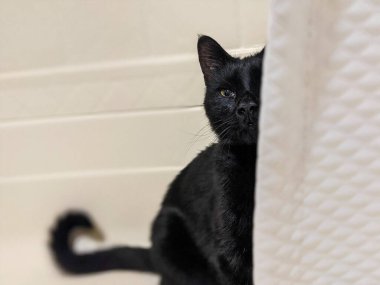 Shadow the Adventure Cat, Black Cat in an RV