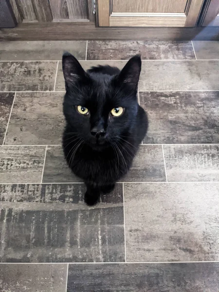 Shadow Adventure Cat Black Cat — Zdjęcie stockowe