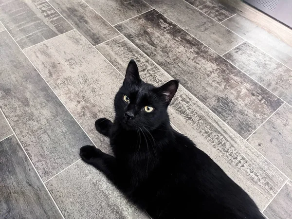 Shadow Adventure Cat Black Cat — Stok fotoğraf