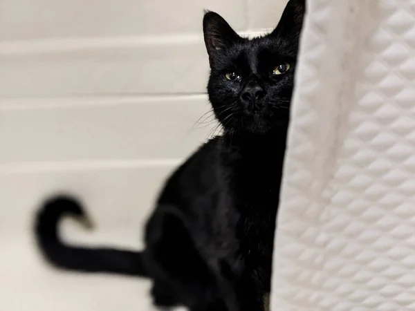 Shadow Adventure Cat Black Cat — Stok fotoğraf