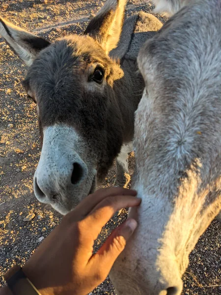 Donkeys Burros Arizona Desert Usa — Stock Photo, Image