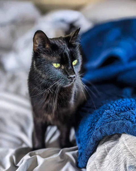 Belle Chat Noir Dans — Photo
