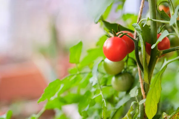 Pomodori rossi freschi maturi crescita delle piante in un giardino familiare pronto per il raccolto. — Foto Stock