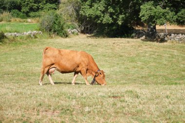 İnek çanı otlayan kahverengi inek.