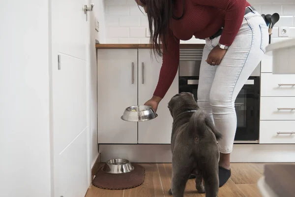 Young cuban woman feeding her sharpei dog at the kitchen. — Stock Photo, Image