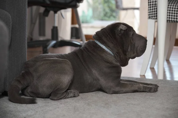 Grey Sharpei perro acostado en la alfombra en casa. — Foto de Stock