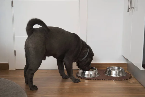 Grey sharpei dog eating food from metal bowl. — Foto de Stock