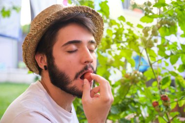 Genç beyaz adam domates bitkisinden vişneli domates ısırıyor..