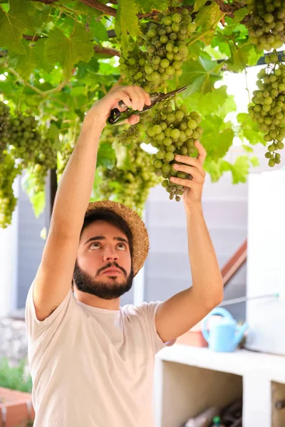 Jonge Kaukasische man pikt een bos groene druiven op van de wijnstok.. — Stockfoto