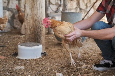 Elinde gagası kesilmiş bir tavuk tutan tanınmamış bir çiftçi..
