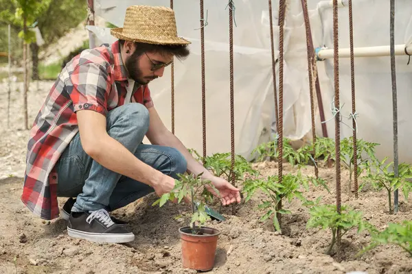 Jeune agriculteur plantant des plants de tomates dans une serre. — Photo