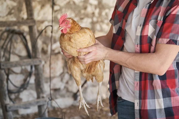 Unrecognizable farmer holding a chicken with its beak trimmed.