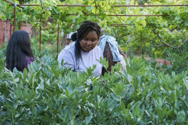 Genç Kübalı kadın çiftçi şehir bahçesinden geniş fasulye topluyor..