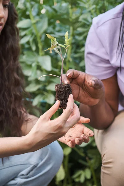 İki tanınmayan çiftçi toprağa domates tohumu ekiyor..
