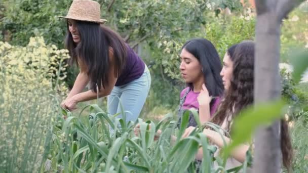 Τρεις γυναίκες αγρότες δένουν φύλλα σκόρδου σε πακέτο για την καλύτερη ξεκούραση πριν από τη συγκομιδή. — Αρχείο Βίντεο