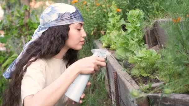 Νεαρή αγρότισσα ψεκάζει νερό σε μαρούλι σε αστικό κήπο. — Αρχείο Βίντεο