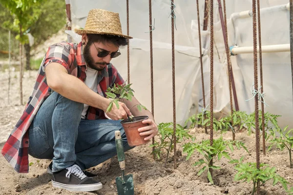 Jeune Agriculteur Transplantant Une Plante Tomate Dans Une Serre Légumes — Photo