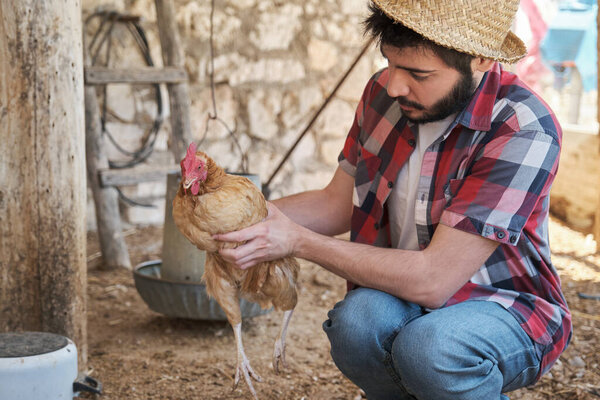 Young man holding a beak trimmed hen in a chicken coop. Farmer working.