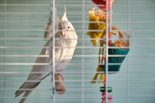 Bain Soleil Albino Cockatiel Perché Sur Poteau Bois Dans Cage — Photo