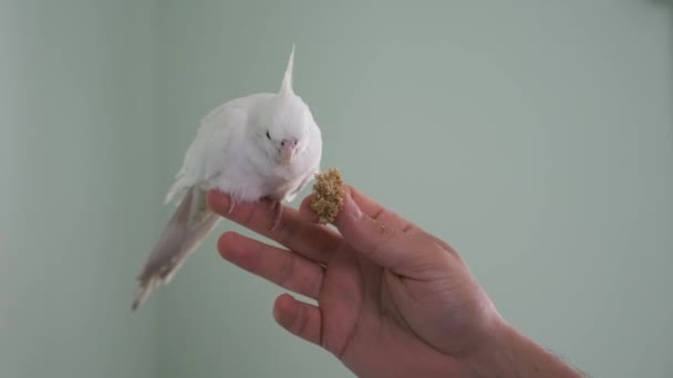 Albino Cockatiel Mangiare Miglio Una Mano Mutazione Lutinos Dalla Faccia — Video Stock