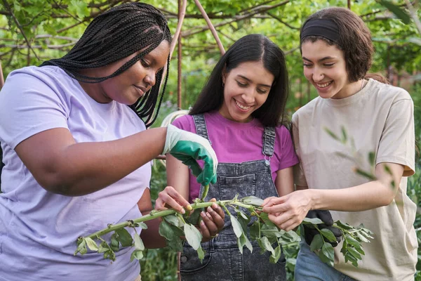 Tres Jóvenes Mujeres Multirraciales Cosechando Habas Jardín Urbano — Foto de Stock