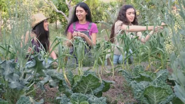 Tres Jóvenes Mujeres Multirraciales Atan Hojas Ajo Nudo Jardín Urbano — Vídeos de Stock