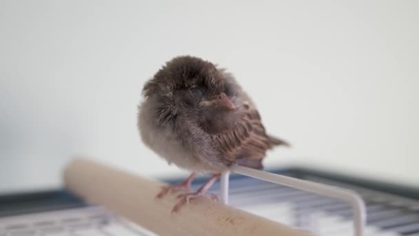 Huis Sparrow Chick Baby Passer Domesticus Slapen Een Zitstok Video — Stockvideo
